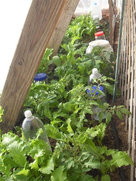 The Scientific Gardener: On Temporary Greenhouses