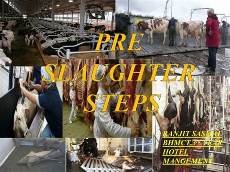 Pre slaughter steps | PPT