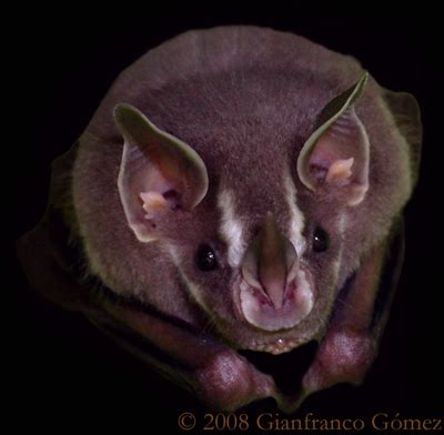 Tent Making Bats - The Night Tour - Drake Bay, Costa Rica