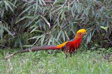 Golden Pheasant Bird Profile: Facts, Habitat & Lifespan