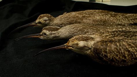 Maryland Biodiversity Project - Eskimo Curlew (Numenius borealis)