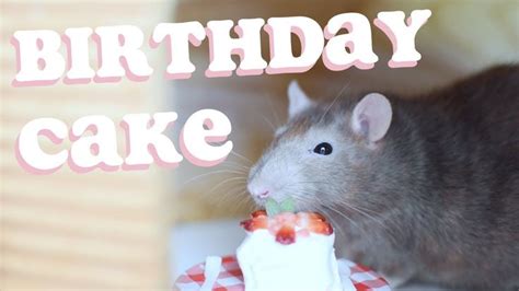 Rat Birthday Cake Recipe | Birthday cake recipe, Rats, Birthday cake