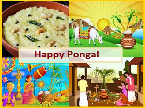 Pongal Festival 2023: Know Date, History, Significance, Cultural ...