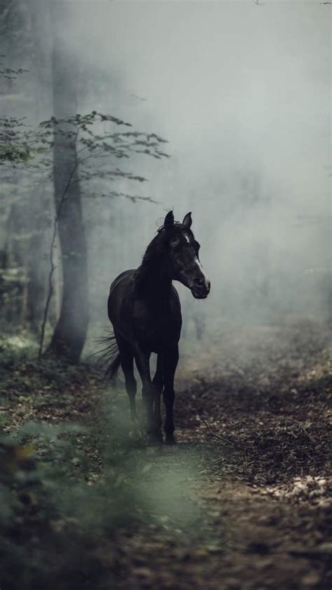 Horse iPhone Wallpapers - Top Free Horse iPhone Backgrounds ...