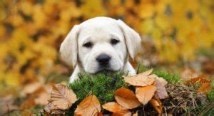 Yellow Lab names - 250 Awesome Ideas For Naming Your Pup