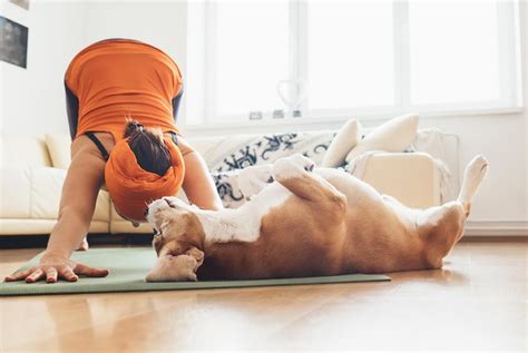 All About Doga: Everything You Need to Know About Dog Yoga | I Love My ...