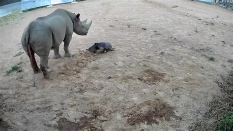 'It's a Girl': Rare Black Rhino Calf Born at Australian Zoo