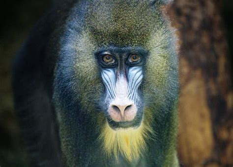 The Mandrill monkey. stock image. Image of nose, black - 268432829