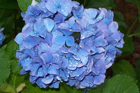 "Periwinkle Blue Hydrangea, after the rain" by Marcia Plante | Redbubble