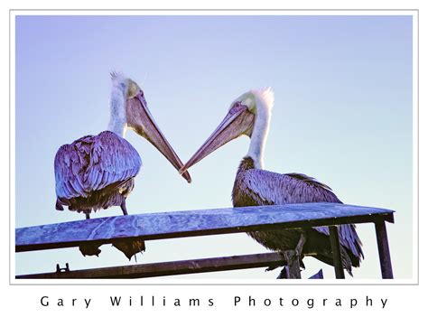 Moss Landing Wildlife–Pelicans | Gary Williams Photography