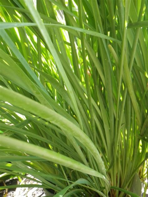 Lomandra longifolia - Landsdale Plants