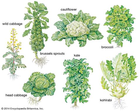 Cabbage | plant and vegetable | Britannica