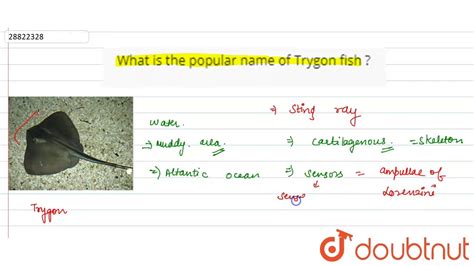 What is the popular name of Trygon fish ? - YouTube