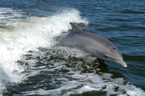 Premium Photo | Dolphin jumping in the ocean