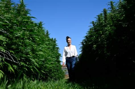 Some cannabis growers prefer to harvest outdoors, despite industry stigma