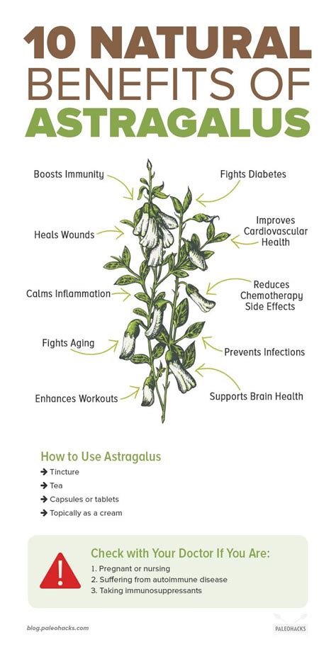 Astragalus, The Ancient Healing Herb Modern Science Caught Up To | Calm ...