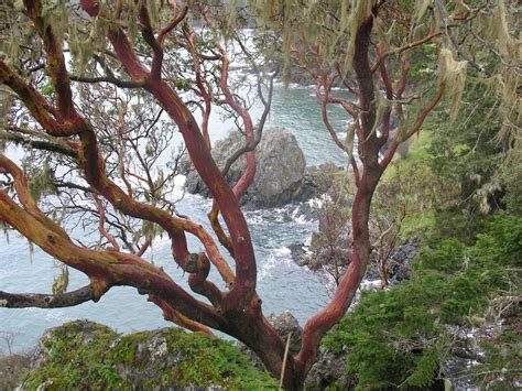 Dancing With Trees » Arbutus