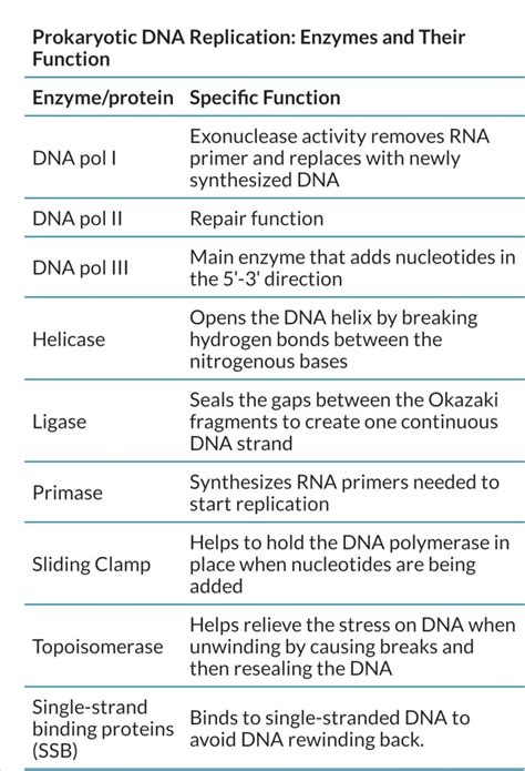 How many types of DNA polymerase are present in bacteria? | ResearchGate