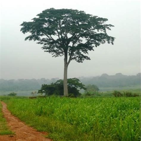 African Teak Tree Seeds (Milicia excelsa) 20+Seeds Zones 10-12 in 2020 | Tree seeds, Deciduous ...