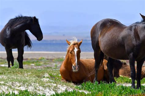 Getting to know the wild horses of South Africa