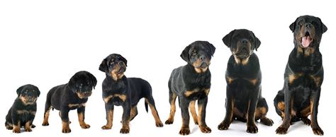 Rottweiler Names – Get 150+ Ideas! - My Dog's Name