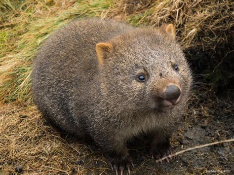 wombat | Cute wombat, Wombat pictures, Wombat facts