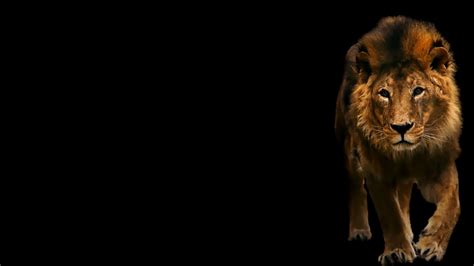 leo | Leo, is dark, the background | HD Wallpapers | Lion wallpaper, Background hd wallpaper ...