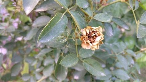 Why are the leaves on my roses curling?