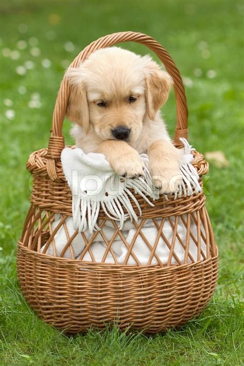 Golden Retriever puppy in a wicker basket | Stock Photo | Colourbox