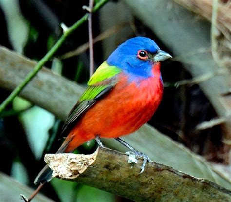 Painted Bunting at the Corkscrew Nature Preserve near Naples, Florida ...