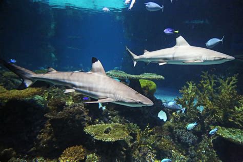 “InstaMeet” at the Baltimore National Aquarium