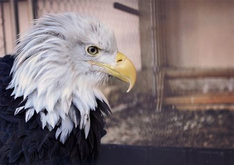 Bald eagle, Eagle, Bird, Predator, Beak wallpaper | HD Wallpapers