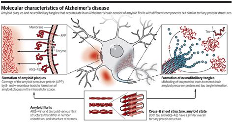 The molecular basis of Alzheimer's plaques | Science