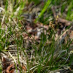 Carex pensylvanica – Native Gardens of Blue Hill