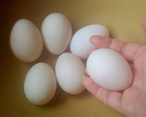 Ancona Duck Eggs - Black, Chocolate, Blue, Lavender - priced per egg