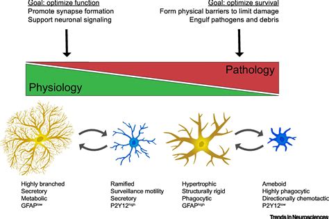 Astrocytes and Microglia: In Sickness and in Health: Trends in ...