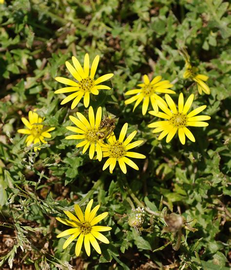 Flower Gallery :: Asteraceae :: DSC_9134