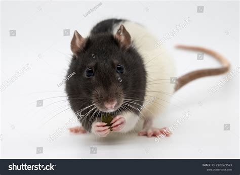 581 Hood Rat Images, Stock Photos & Vectors | Shutterstock