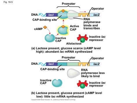 Gene Expression - AP Bio review site