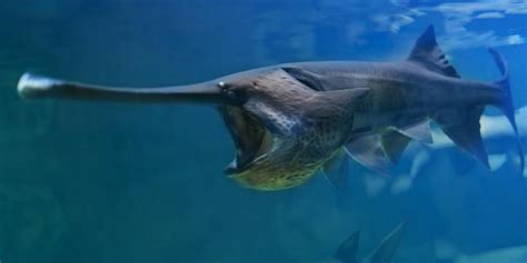 Largest Freshwater Fish In The World | Vancouver Sturgeon Fishing