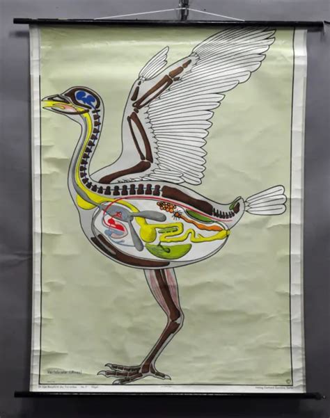 FANTASTIC SCHOOL WALL chart picture, body plan, animals, birds, anatomy, organs $215.99 - PicClick