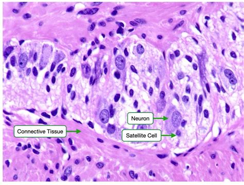 Histology Of Muscle And Nerves Lab