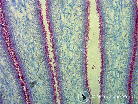 Mushrooms under the Microscope