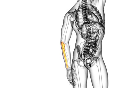 Of The Humerus Bone Ulna PNG, Vector, PSD, and Clipart With Transparent ...