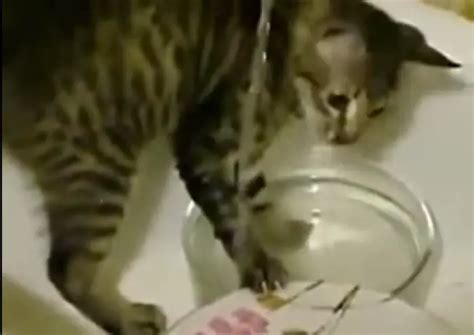 CAT WASHING DISHES VIDEO | The Catnip Times