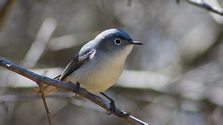 Blue-Grey Gnatcatcher | Montrose Bird Sanctuary Chicago, IL | Flickr