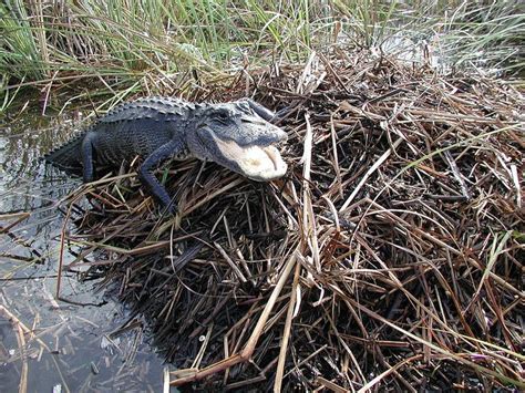 Alligator on Nest (3), NPSPhoto, Lori Oberhofner, 2005 | American alligator, Alligator ...