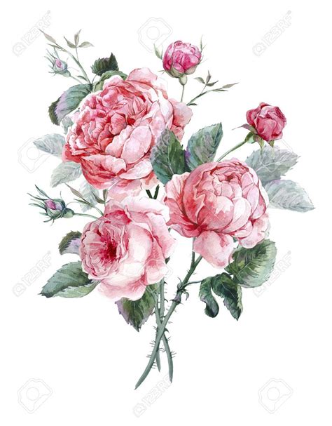 a bouquet of pink roses with green leaves on a white background, watercolor painting