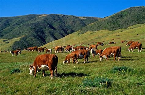 Cattle Grazing - Livestock Cattle