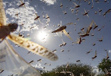 The Impact of Climate Change on Pest Populations: What You Need to Know ...